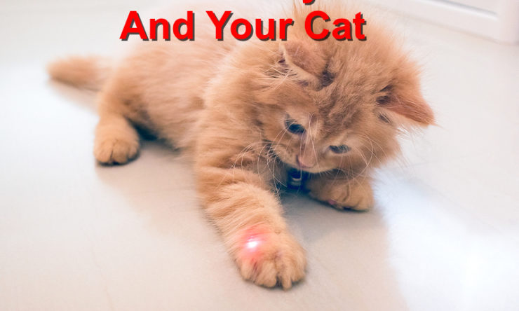 Laser Toys; Are They Good For Your Cat?