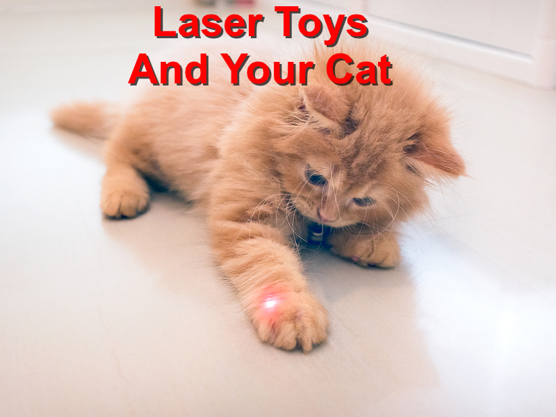 Read more about the article Laser Toys; Are They Good For Your Cat?