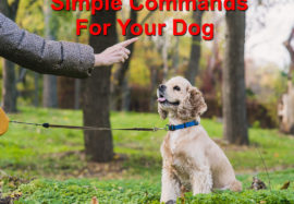 Simple Commands For Your Dog