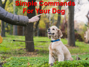 Read more about the article Simple Commands For Your Dog