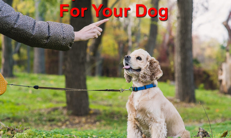 Simple Commands For Your Dog