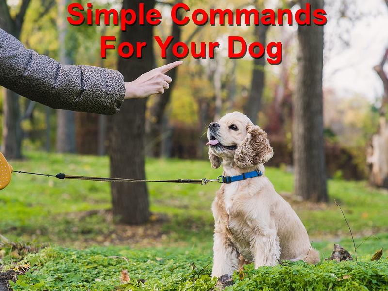 Read more about the article Simple Commands For Your Dog