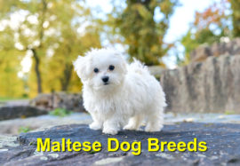Maltese Dog Breeds