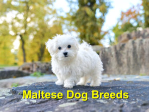 Read more about the article Maltese Dog Breeds