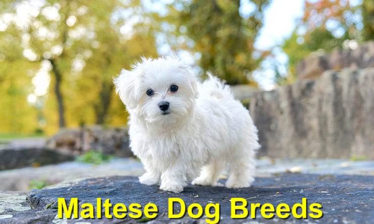 Maltese Dog Breeds