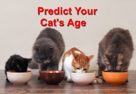 Predict your Cat’s Age