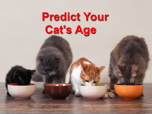 Read more about the article Predict your Cat’s Age