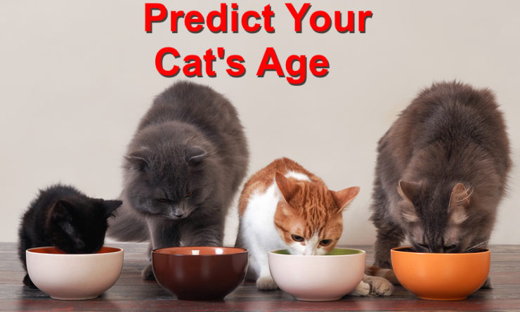 Predict your Cat’s Age