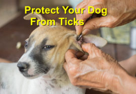 Protect your dog from ticks