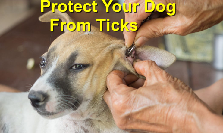 Protect your dog from ticks