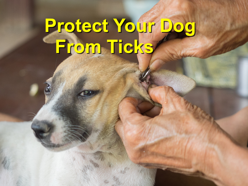 You are currently viewing Protect your dog from ticks