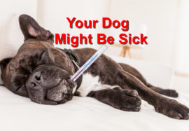Symptoms that Indicate your Dog might be Sick