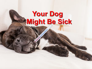 Read more about the article Symptoms that Indicate your Dog might be Sick