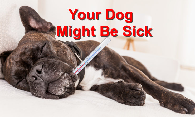 Symptoms that Indicate your Dog might be Sick