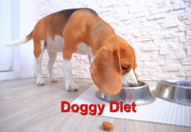 Doggy Diet Tips