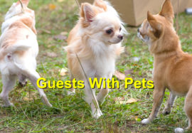 How to Prepare Your Home for Guests with Pets