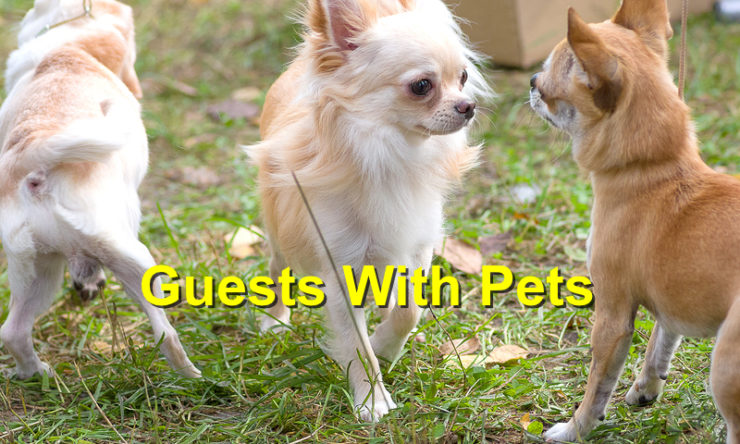 How to Prepare Your Home for Guests with Pets