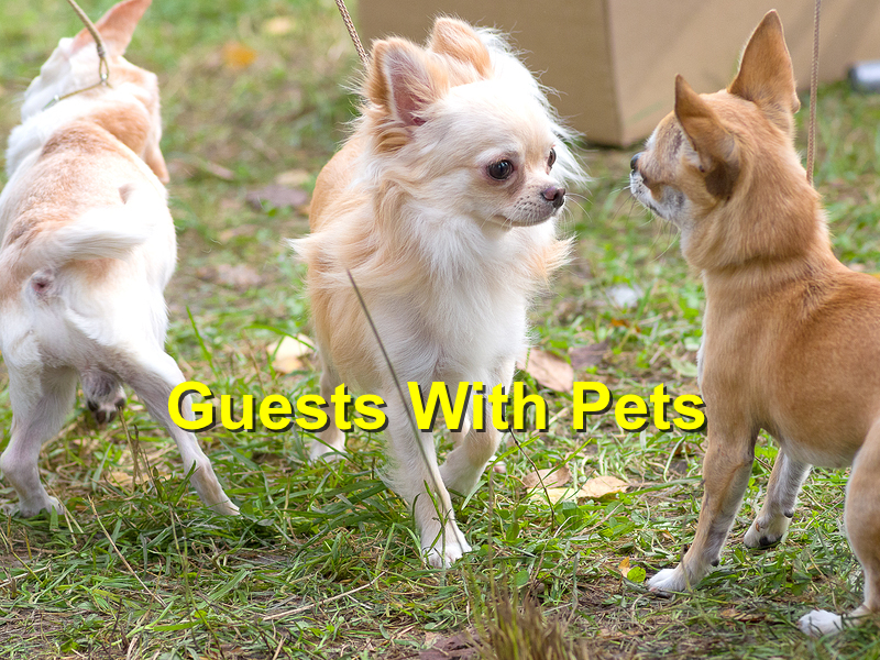 You are currently viewing How to Prepare Your Home for Guests with Pets