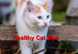 Keep Your Cat Healthy