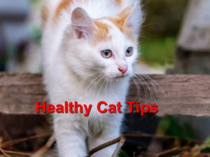 Read more about the article Keep Your Cat Healthy