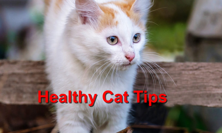 Keep Your Cat Healthy