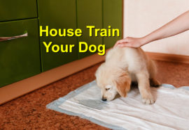 How to House Train Your Dog