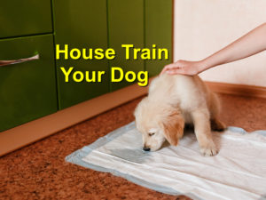Read more about the article How to House Train Your Dog