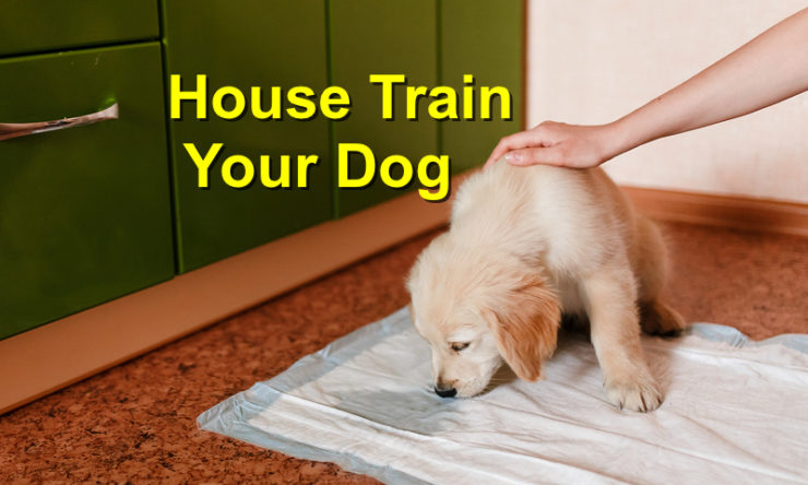 How to House Train Your Dog