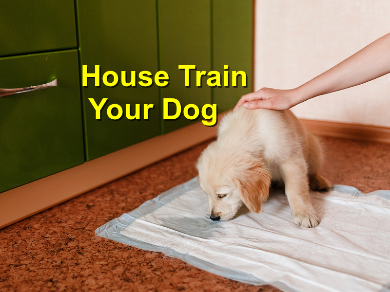 Read more about the article How to House Train Your Dog