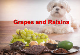 Grapes and Raisins toxicity