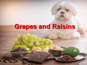 Read more about the article Grapes and Raisins toxicity