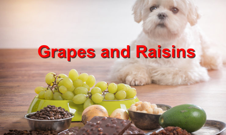 Grapes and Raisins toxicity