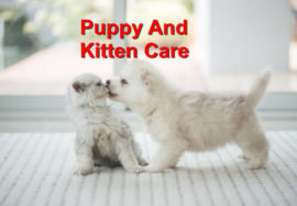 Puppy and Kitten Care