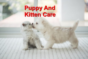 Read more about the article Puppy and Kitten Care