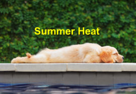 Protect your Pet from the Summer Heat