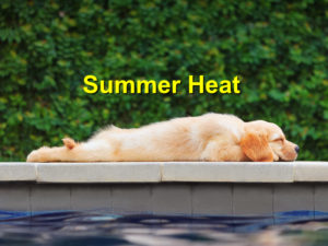 Read more about the article Protect your Pet from the Summer Heat