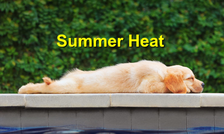 Protect your Pet from the Summer Heat