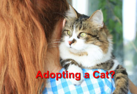 Adopting a cat?