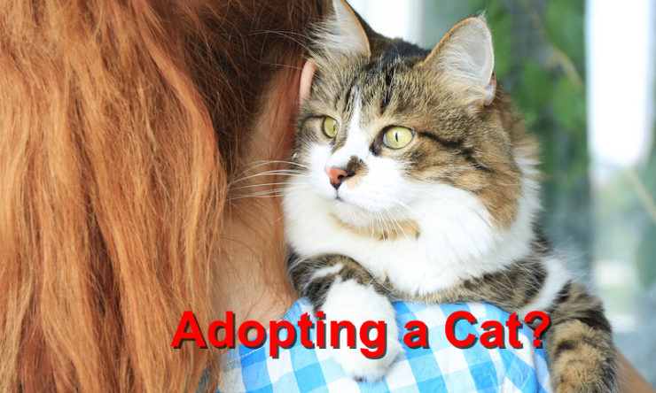 Adopting a cat?