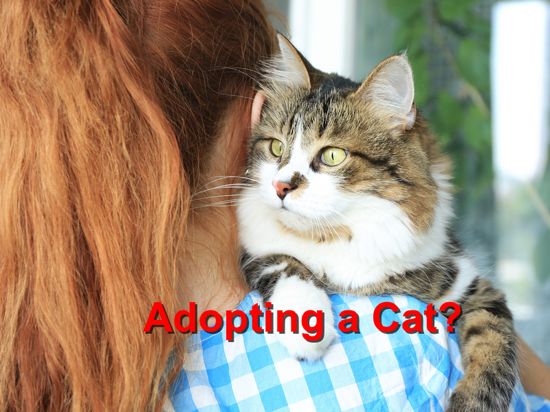 Read more about the article Adopting a cat?