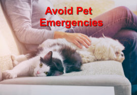 Avoid Pet Emergencies