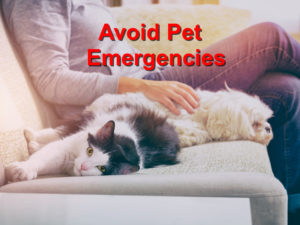 Read more about the article Avoid Pet Emergencies