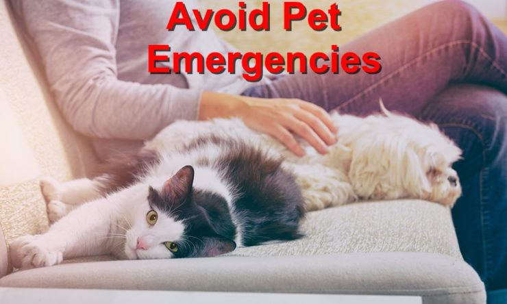 Avoid Pet Emergencies