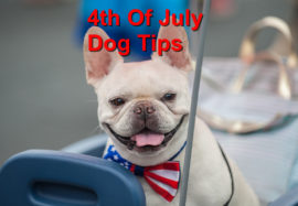 Tips to keep your dog safe this 4th of July