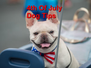 Read more about the article Tips to keep your dog safe this 4th of July