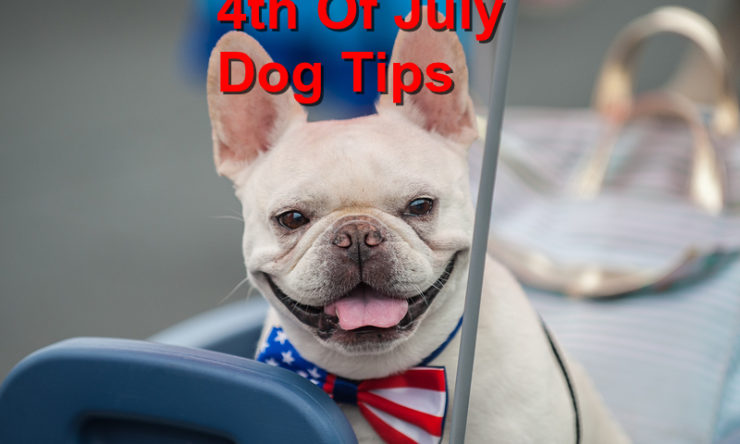 Tips to keep your dog safe this 4th of July