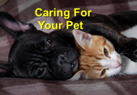 Caring for your pet