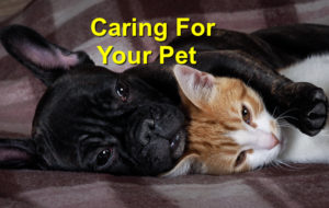 Read more about the article Caring for your pet