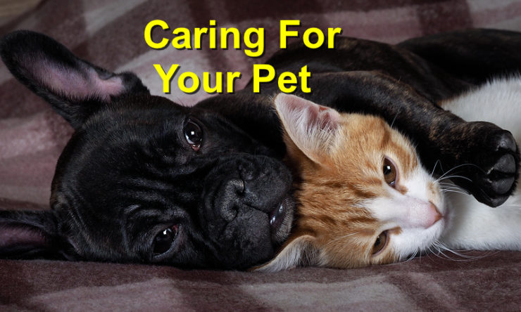 Caring for your pet