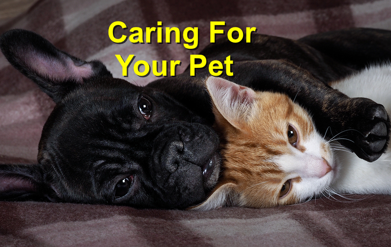 Read more about the article Caring for your pet
